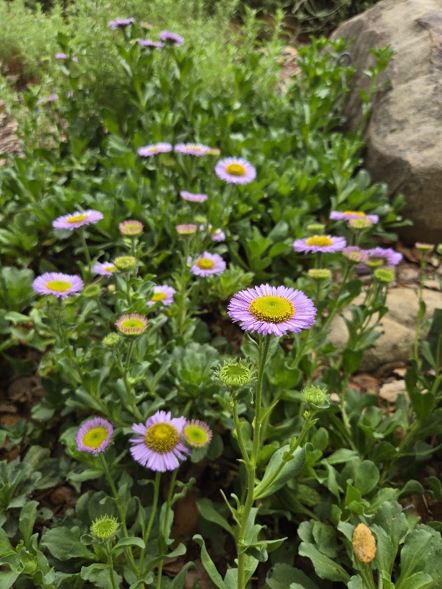 Erigeron 'W.R.' - W.R. Daisy