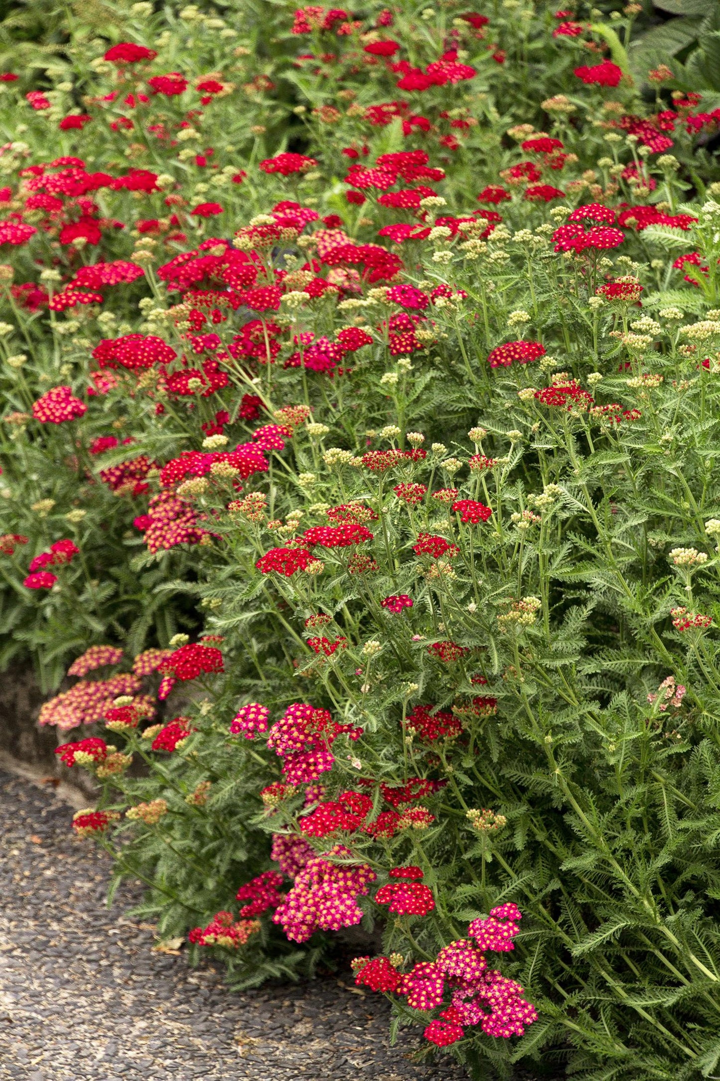 Achillea millefolium 'Red Velvet' - Yarrow