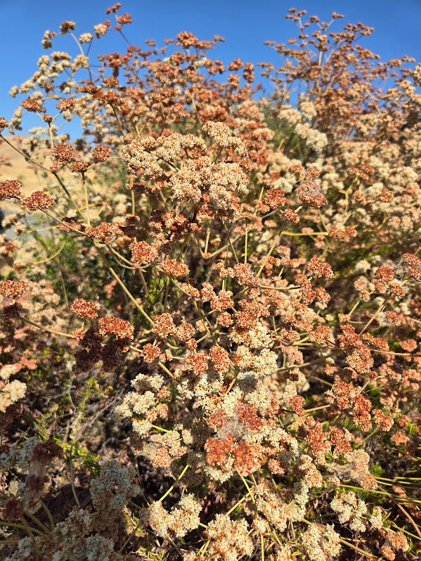 Eriogonum fasciculatum - CA Buckwheat