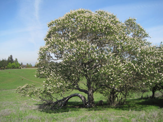 15% off - Aesculus californica - CA Buckeye