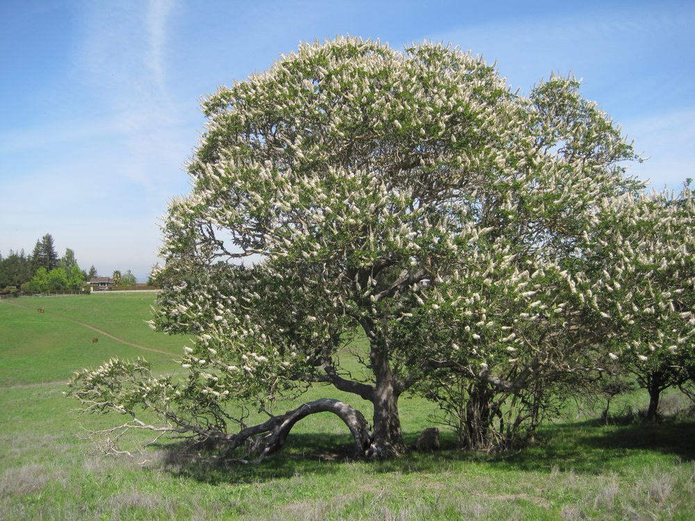 15% off - Aesculus californica - CA Buckeye