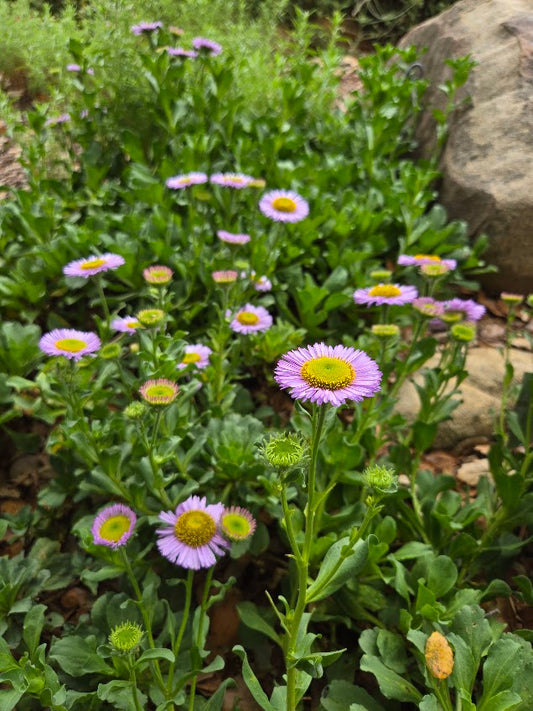 Erigeron 'W.R.' - W.R. Daisy