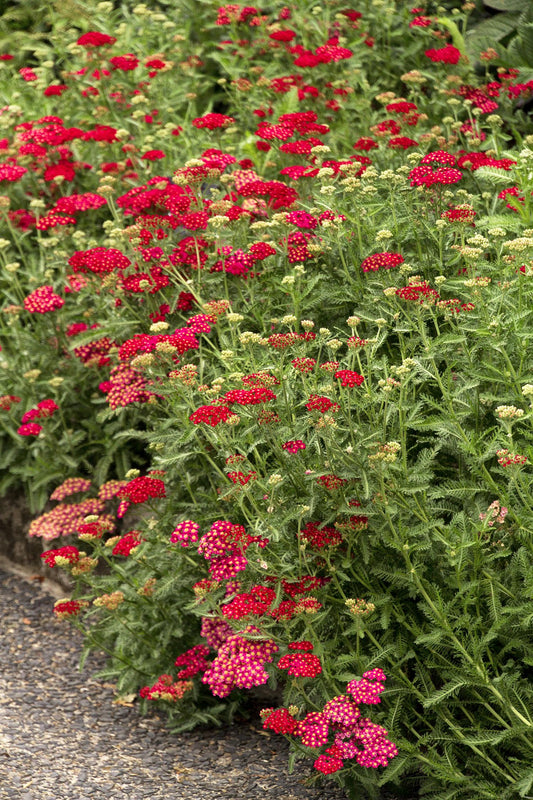 Achillea millefolium 'Red Velvet' - Yarrow