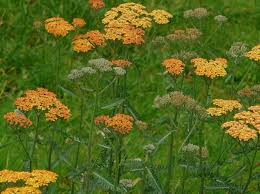 Achillea millefolium 'Terracotta' - Yarrow
