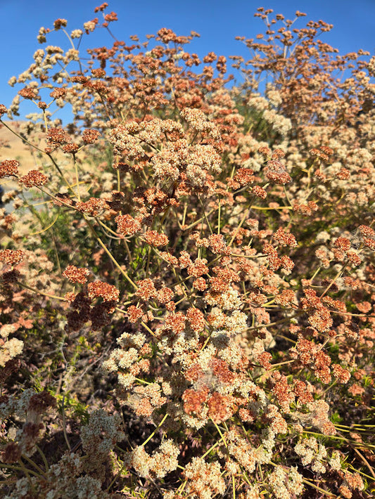 Eriogonum fasciculatum - CA Buckwheat