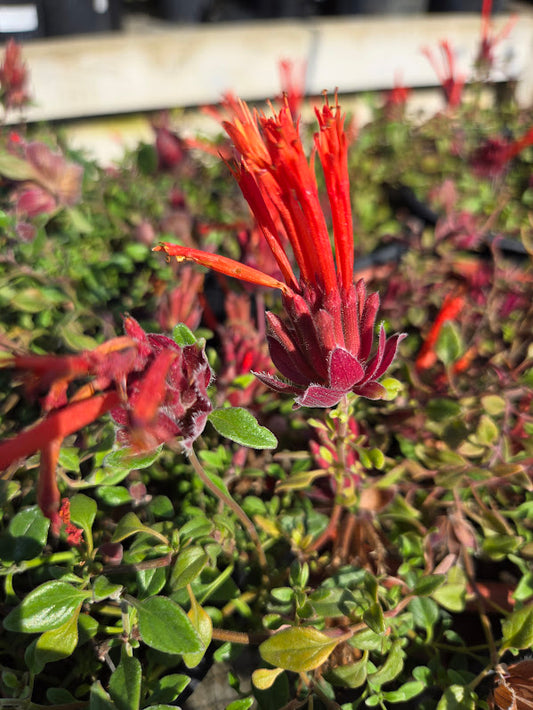 Monardella macrantha ' Marian Sampson'