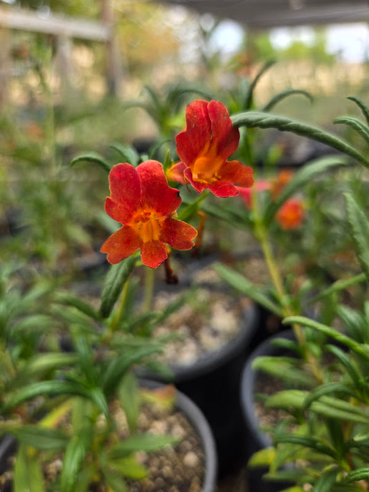 Diplacus 'Vibrant Red' - Monkeyflower 'Vibrant Red'