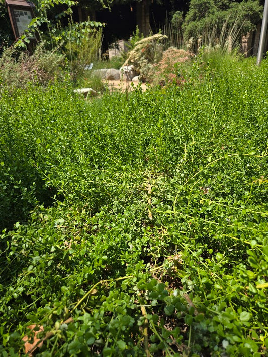 Baccharis pilularis 'Pigeon Point'