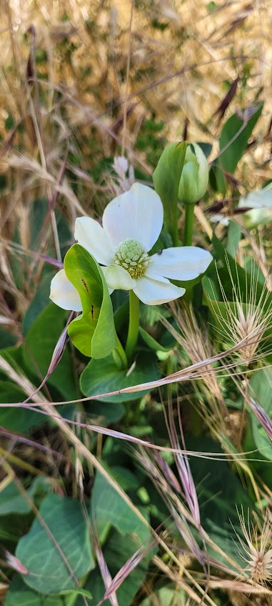 Anemopsis californica - Yerba Mansa